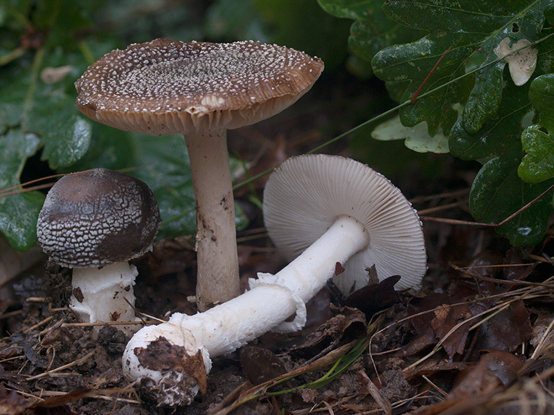 Posible confusión con la especie tóxica Amanita pantherina. Posee escamas blancas en lugar de grisáceas, su volva se prolonga en burletes hacia arriba del pie y no huele a patata.