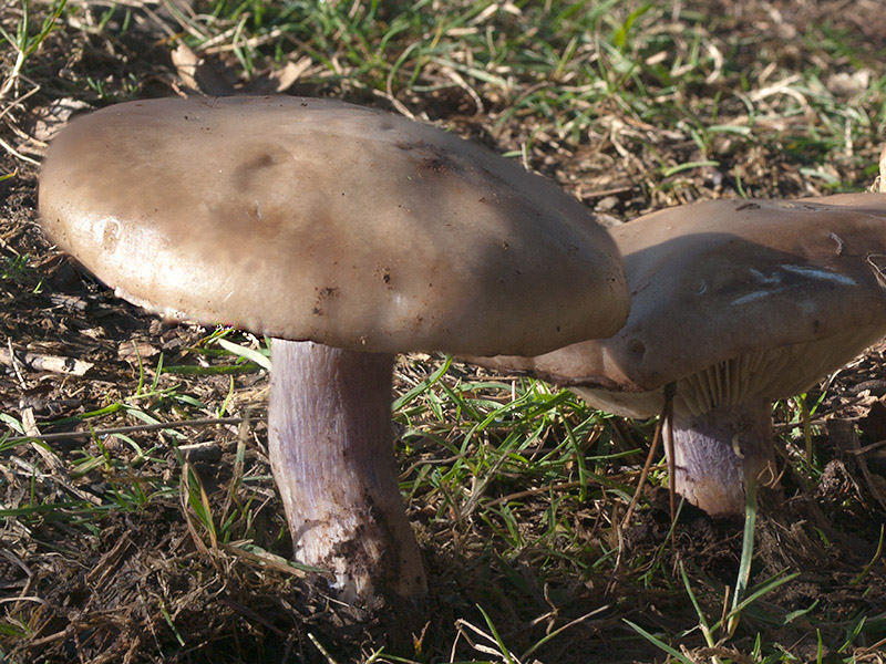 Posible confusión con la especie excelente comestible Lepista personata. Aunque ambas son comestibles incluimos esta porque mucha gente confunde ambas especies por sus nombres comunes, sin embargo la Lepista personata jamás tiene las láminas ni el sombrero de color lila.