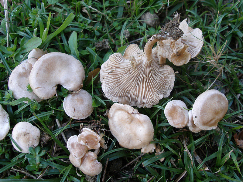 Posible confusión con la especie tóxica Clitocybe rivulosa. Pueden coincidir en el mismo hábitat pero es de color blanquecino con matiz rosado, sus láminas son claramente decurrentes y su pie no admite la torsión.