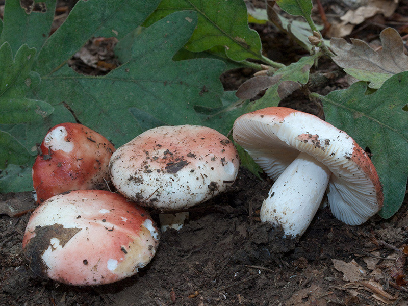Posible confusión con la especie tóxica Russula nobilis. Guardan cierto parecido, pero la carne que es de sabor dulce o mentolado en Russula rosea en esta especie es intensamente picante.