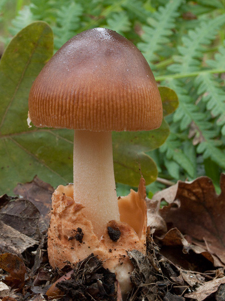 Posible confusión con la especie comestible Amanita fulva. Especie de gran parecido pero que tiene el pie liso y sombrero de color pardo rojizo, es igualmente comestible previa cocción.