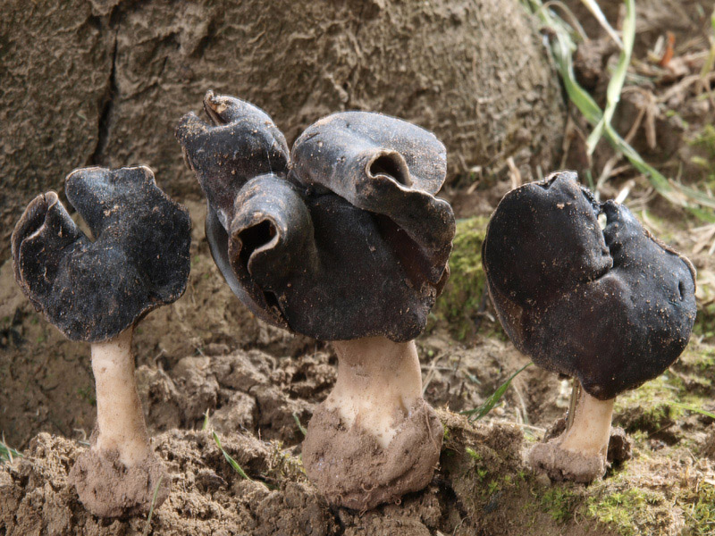 Posible confusión con la especie comestible Helvella leucopus. De mayor entidad culinaria, se diferencia por su pie completamente liso, carente de las acanaladuras de la Helvella lacunosa.