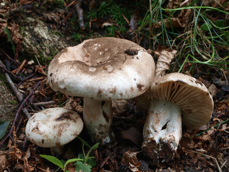 Posible confusión con la especie no comestible Russula adusta. Al corte su carne vira al rojo y luego al negro, además se parte como una tiza, mientras que la otra especie tiene carne inmutable y untuosa al corte. 