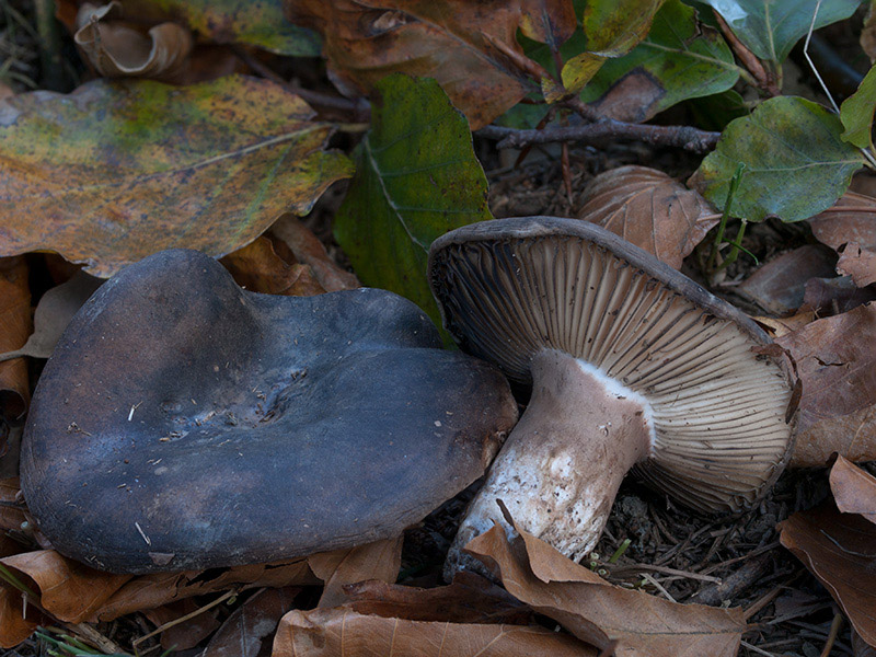 Posible confusión con la especie no comestible Russula adusta. Sus láminas muy separadas, su carne que parte como si de una tiza se tratase, y el ennegrecimiento de la misma son las principales diferencias.