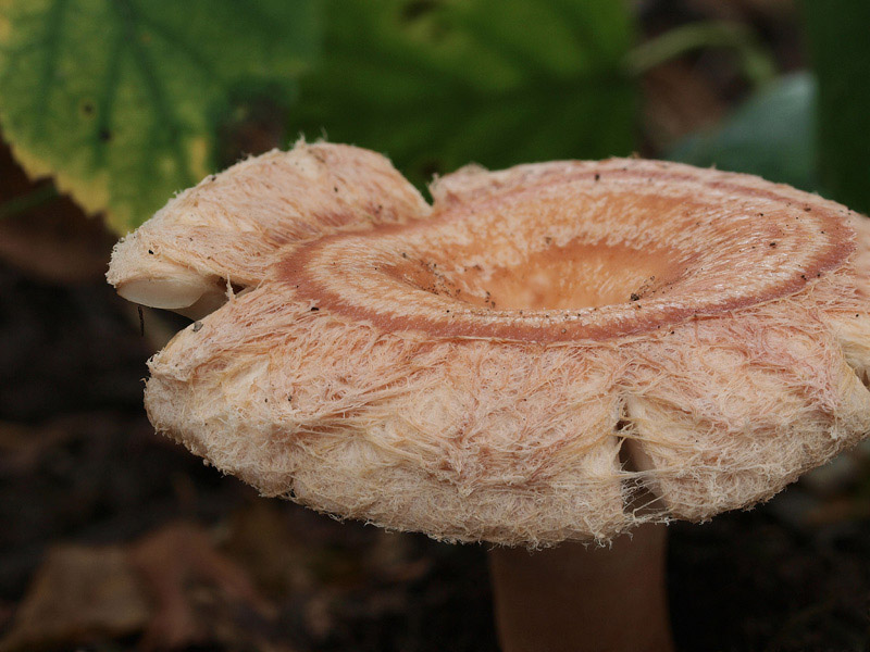 Posible confusión con la especie tóxica Lactarius torminosus. Tiene un hábitat exclusivo bajo abedules, de sombrero lanoso y látex de color blanco, que nunca se torna naranja ni rojizo. 