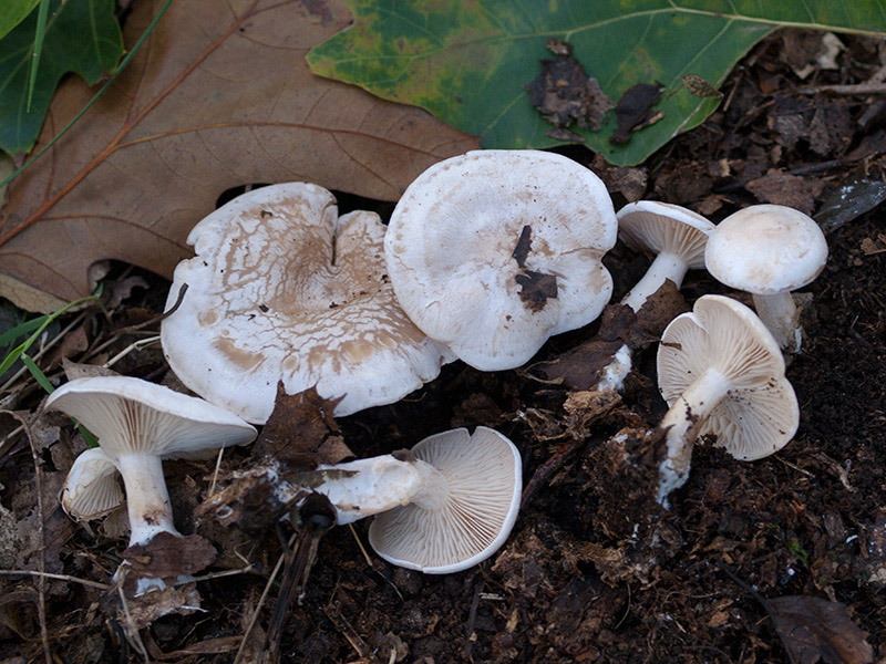 Posible confusión con la especie tóxica Clitocybe phyllophila. Especie de láminas apenas decurrentes con el sombrero frecuentemente maculado y que aparece en el interior de los bosques.