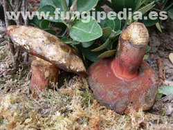 Suillellus rhodoxanthus