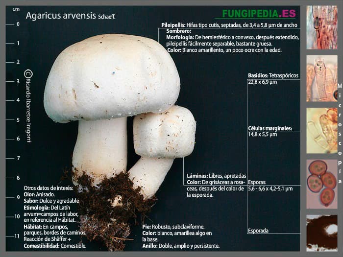 Microscopía de Agaricus arvensis
