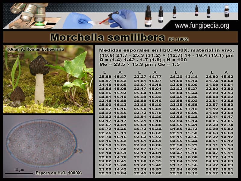 Microscopía de Morchella semilibera