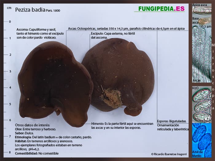 Microscopía de Legaliana badia=Peziza badia