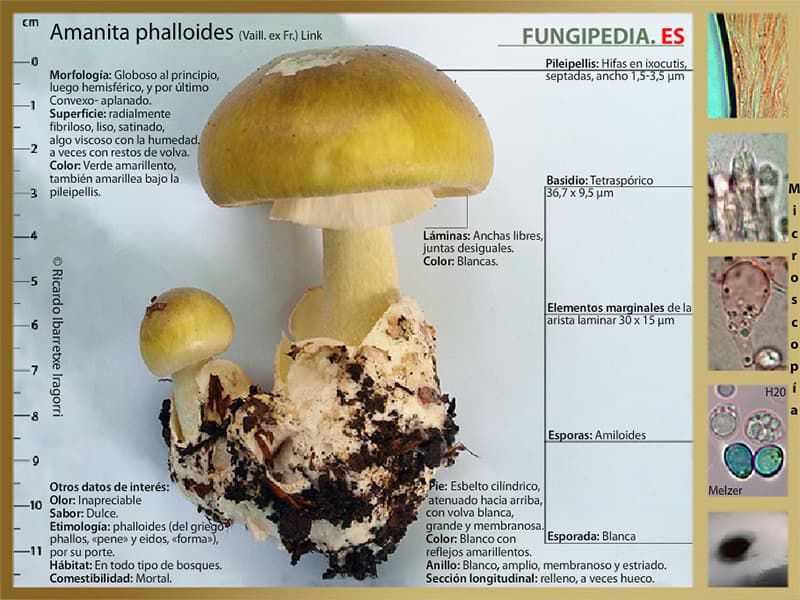 Microscopía de Amanita phalloides