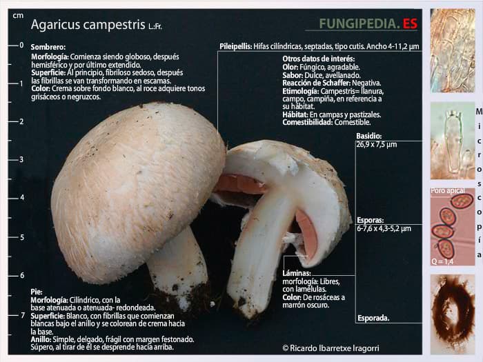 Ficha de la microscopía de Agaricus campestris