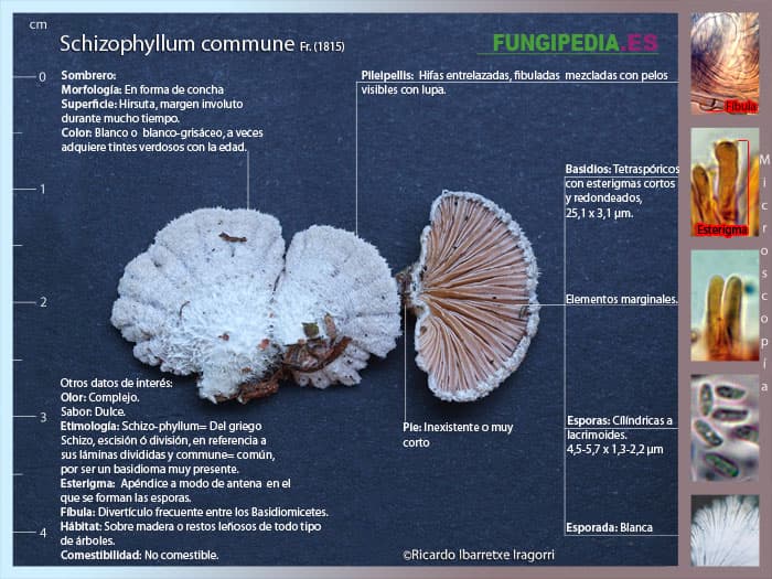 Microscopía de Schizophyllum commune