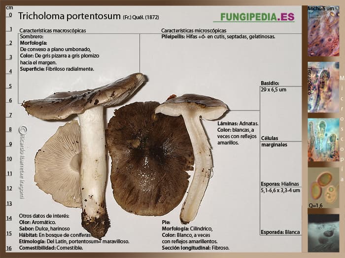Microscopía de Tricholoma portentosum