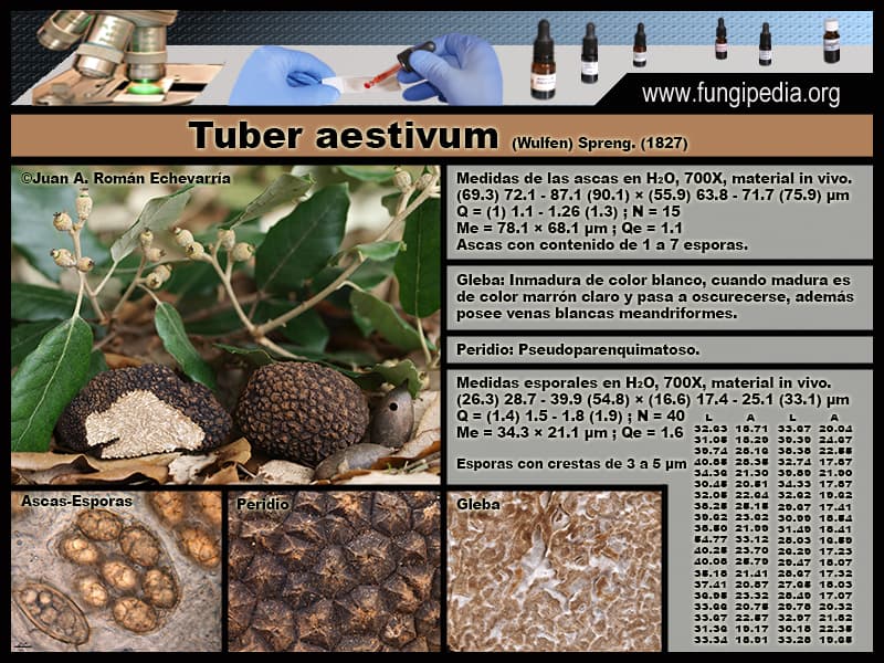 Microscopía de Tuber aestivum