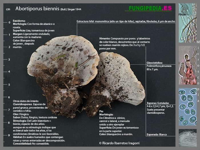 Microscopía de Abortiporus biennis