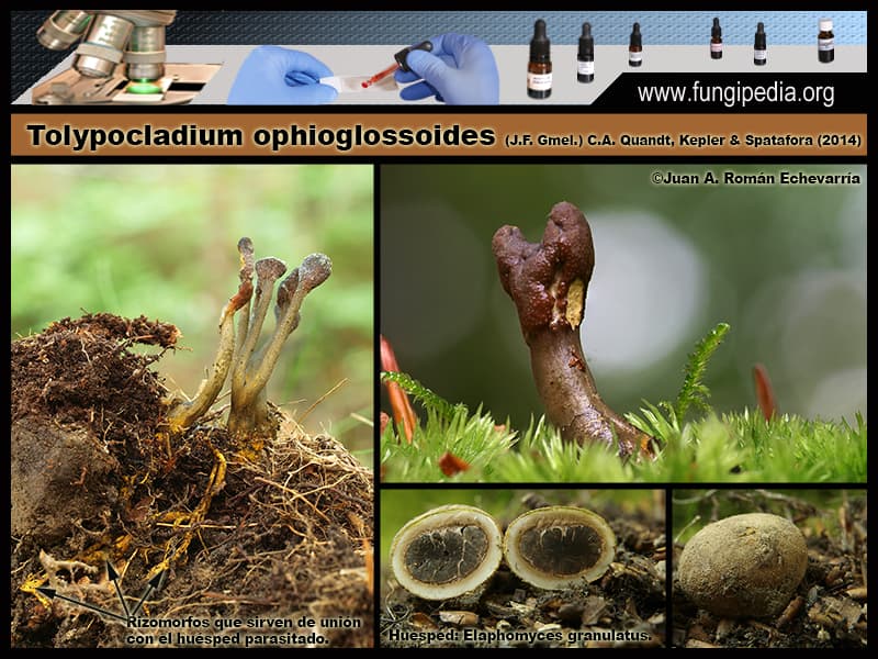 Microscopía de Tolypocladium ophioglossoides