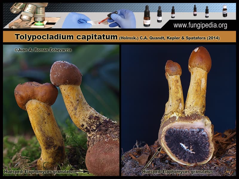 Microscopía de Tolypocladium capitatum