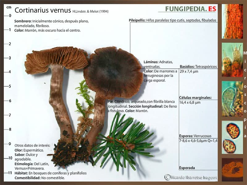 Microscopía de Cortinarius vernus