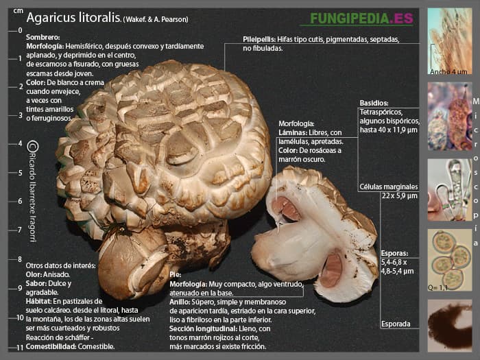 Microscopía de Agaricus litoralis