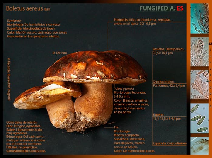 Microscopía de Boletus aereus