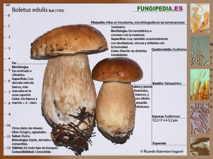 Microscopía de Boletus edulis