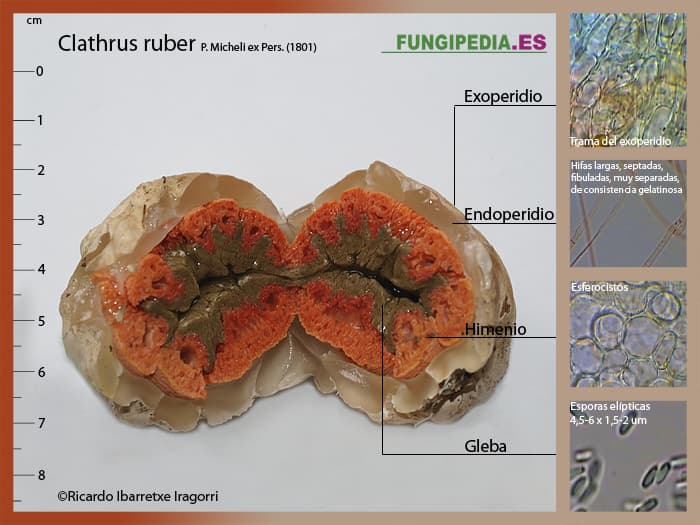 Microscopía de Clathrus ruber