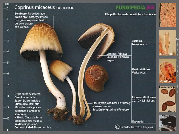 Microscopía de Coprinellus micaceus