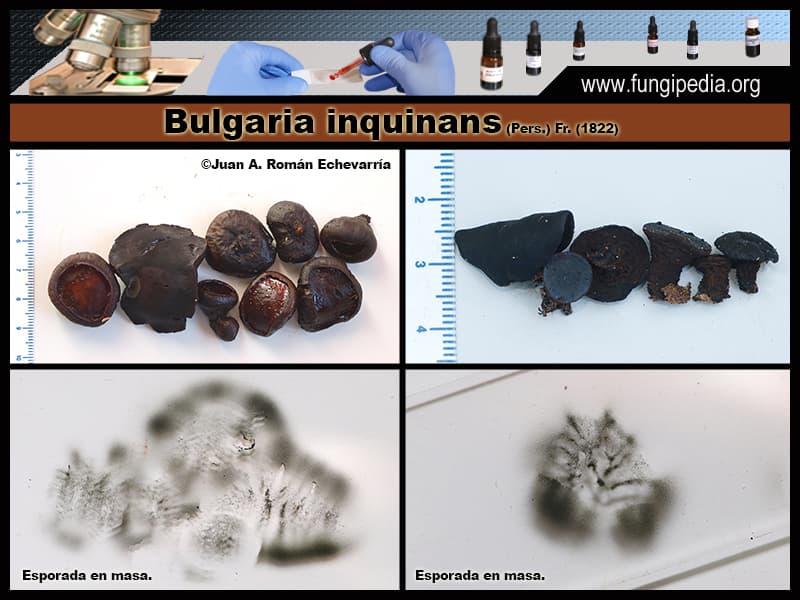 Microscopía de Bulgaria inquinans