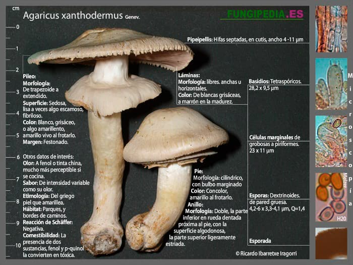 Microscópía de Agaricus xanthodermus