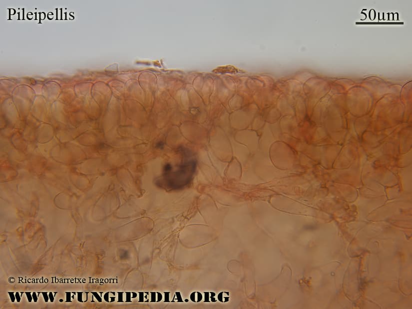 Microscopía de Conocybe brunnea