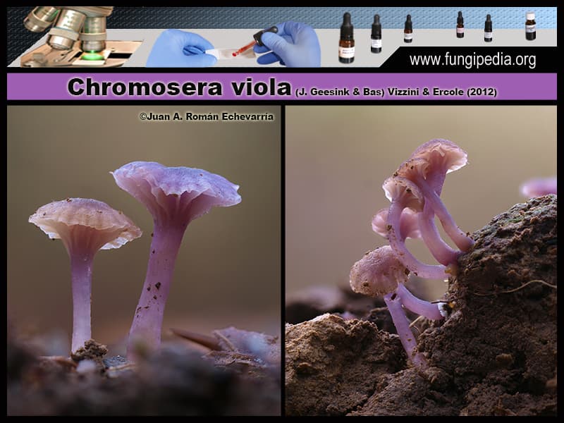 Microscopía de Chromosera viola
