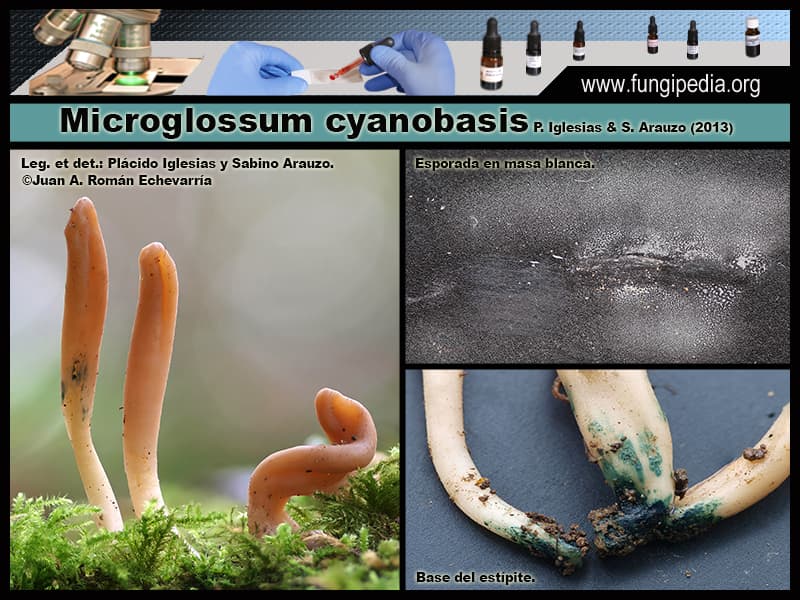 Microscopía de Microglossum cyanobasis