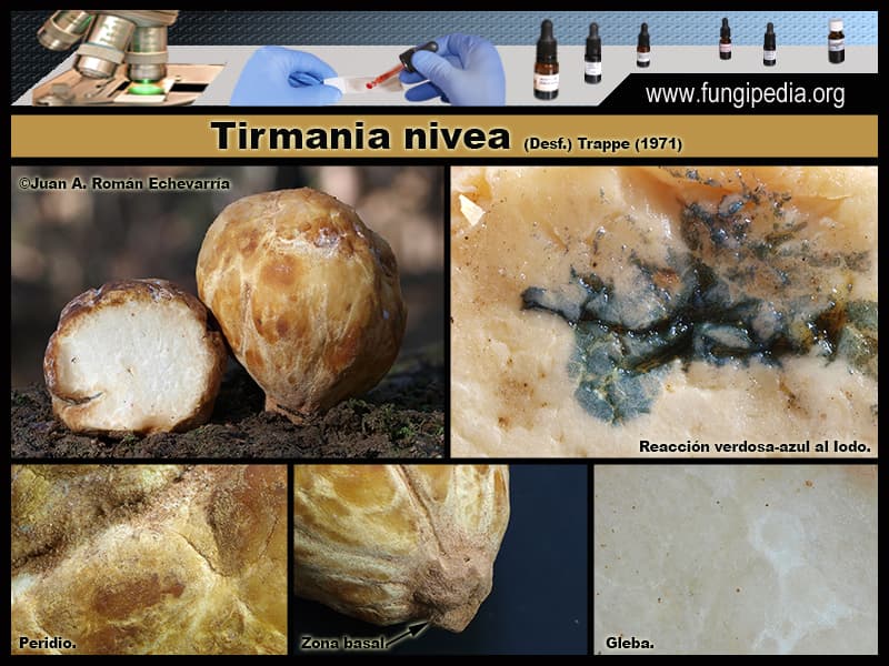 Microscopía de Tirmania nivea