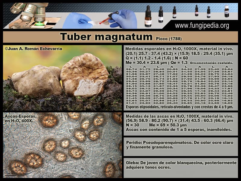 Microscopía de Tuber magnatum
