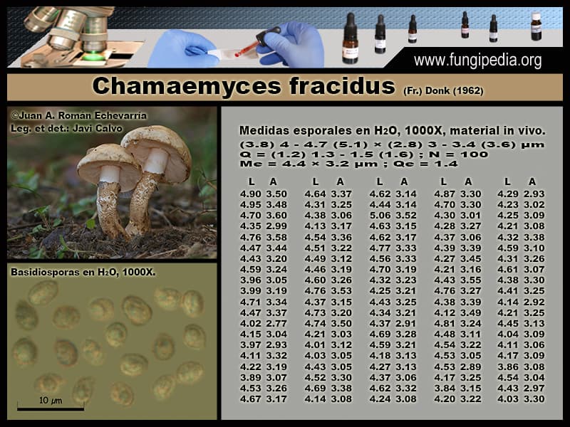 Microscopía de Chamaemyces fracidus