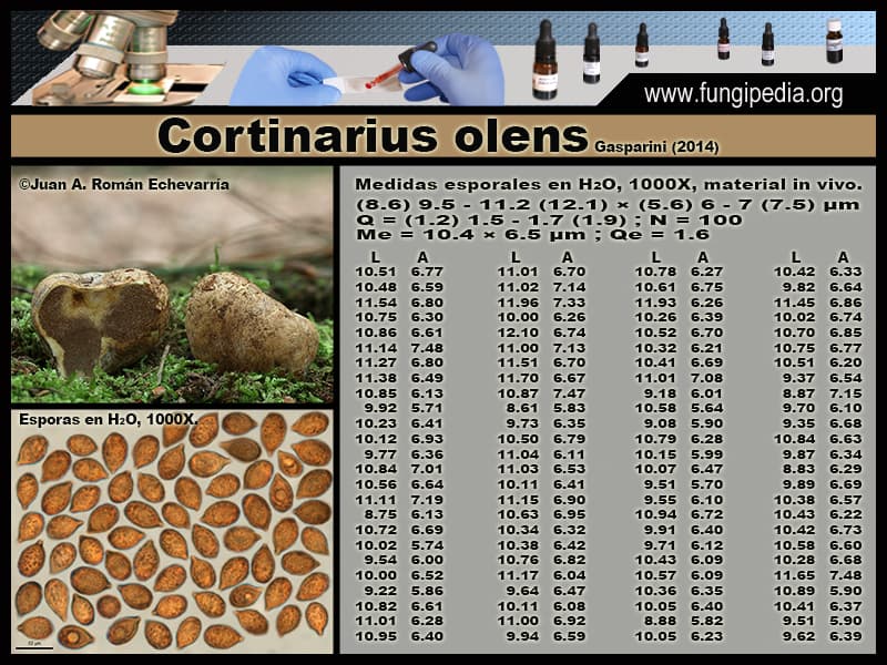 Microscopía de Cortinarius olens