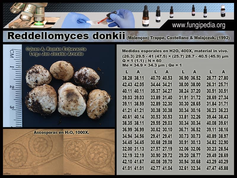 Microscopía de Reddellomyces donkii