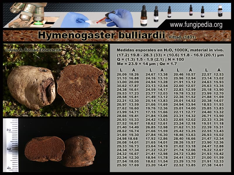 Microscopía de Hymenogaster bulliardii