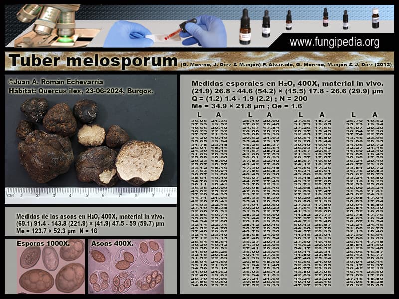 Microscopía de Tuber melosporum