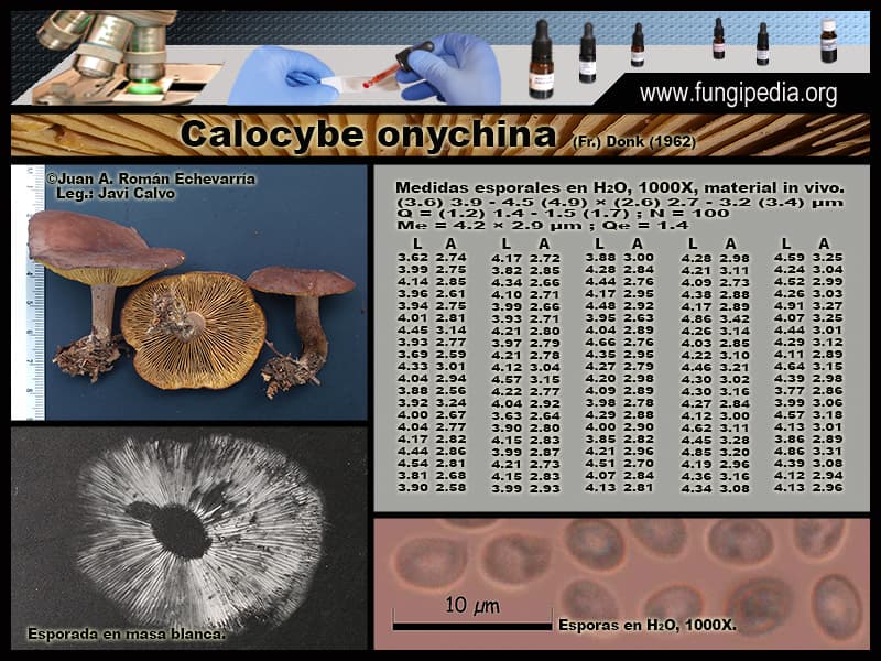 Microscopía de Calocybe onychina