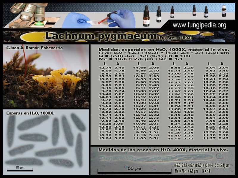 Microscopía de Lachnum pygmaeum