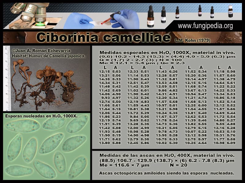 Microscopía de Ciborinia camelliae