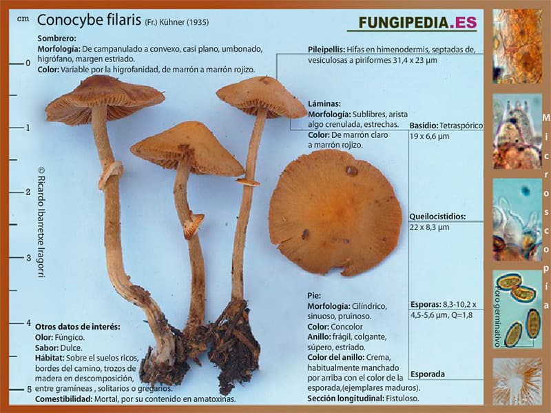 Microscopía de Conocybe filaris