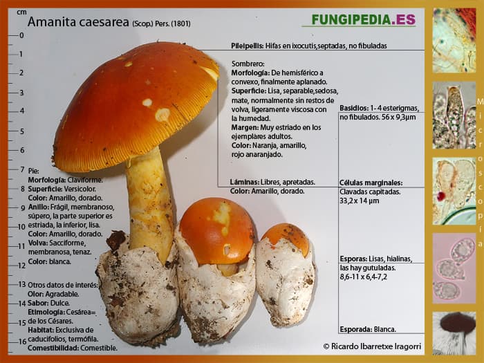 Microscopía de Amanita caesarea
