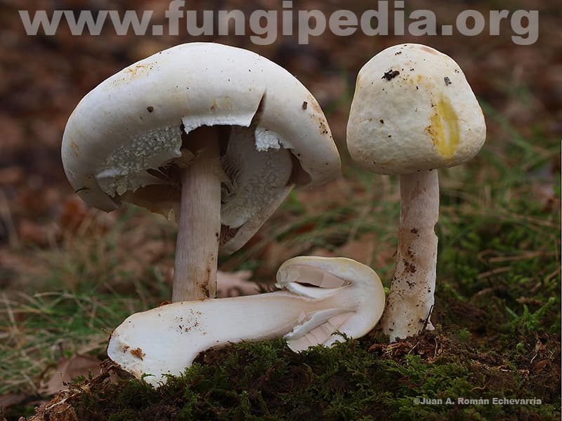 Fotografía macro del himenio de sylvicola