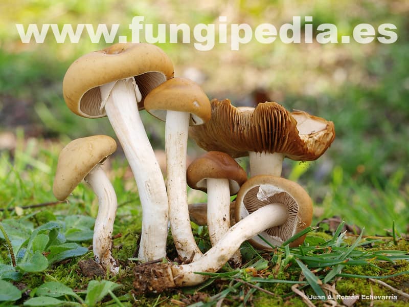 Agrocybe praecox 1