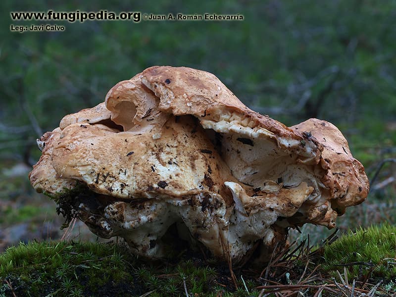 Albatrellopsis confluens 1