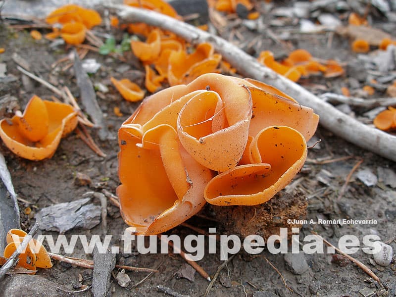 Aleuria aurantia 1