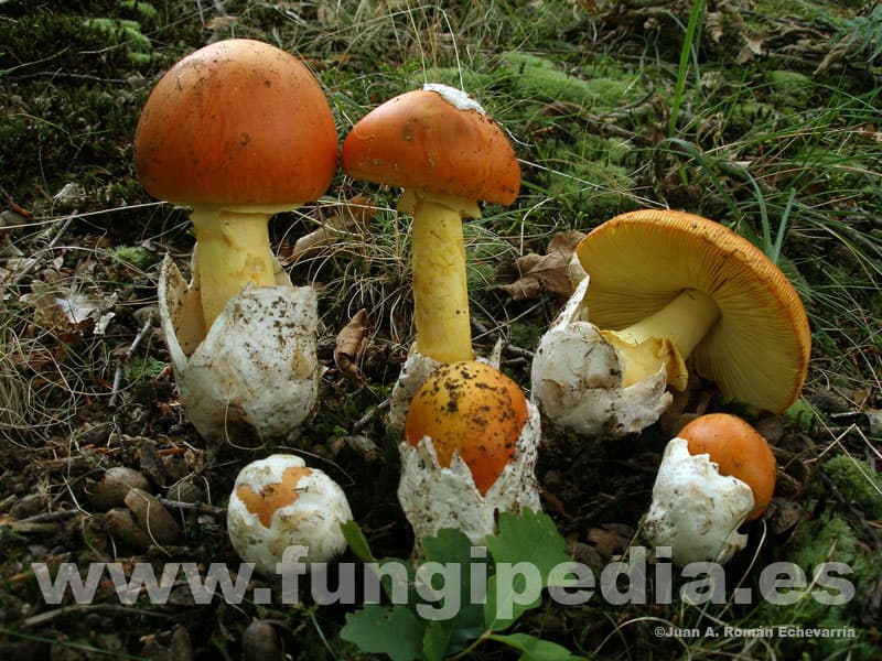 Amanita caesarea